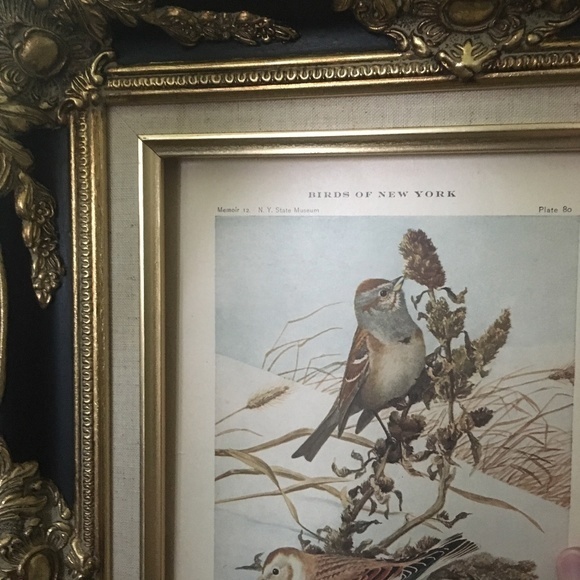 Antique Ornithological Bird Print Original 1913 - Picture 4 of 14